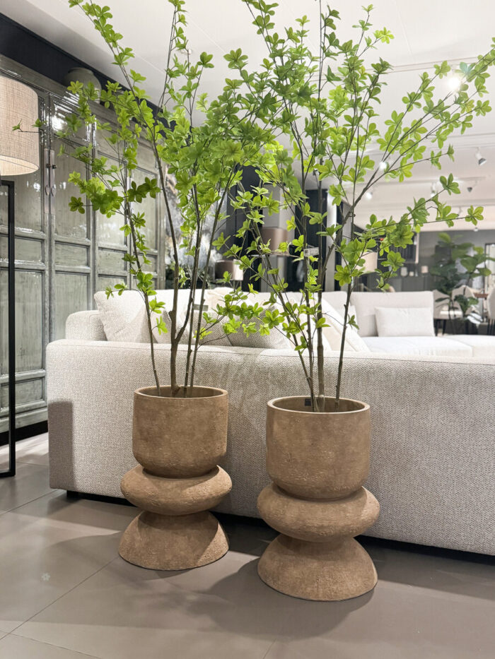 Plant / Tree Enkianthus