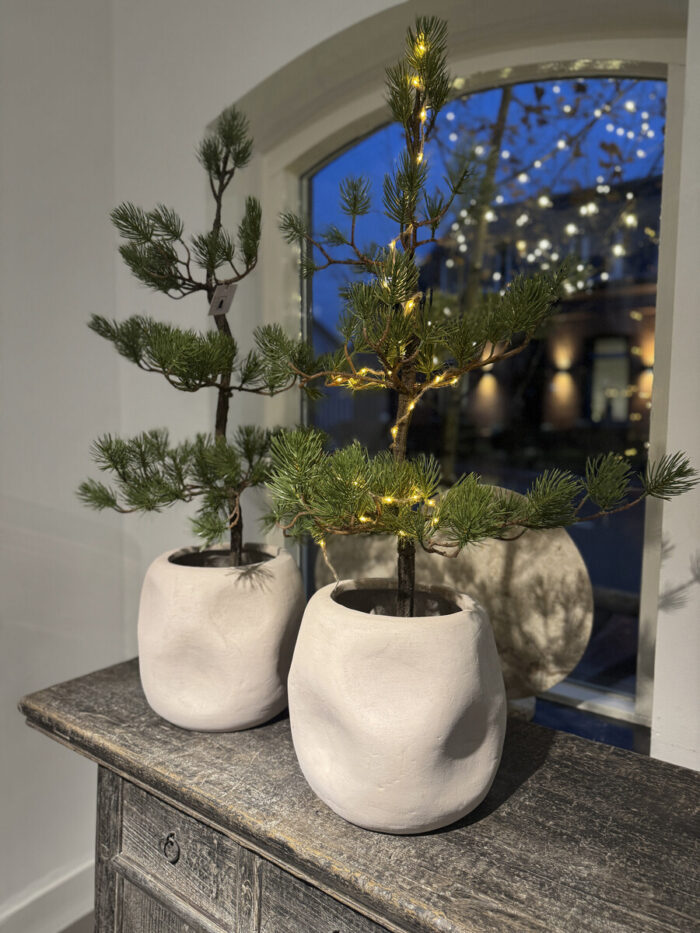 Two plants in modern pots