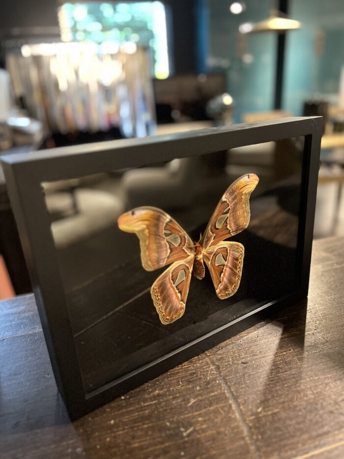 Butterfly Framed