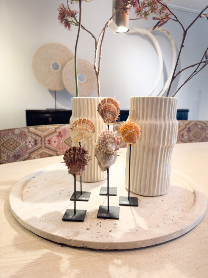 Shells On Stand