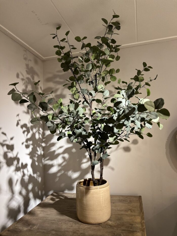 Eucalyptus tree with a beige pot