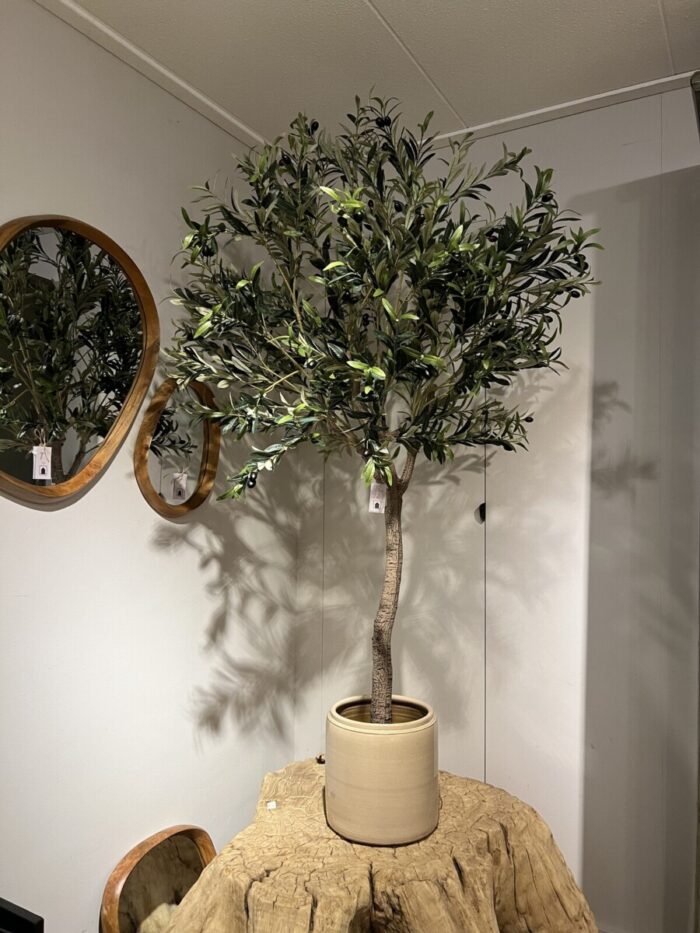 Olive tree with beige pot
